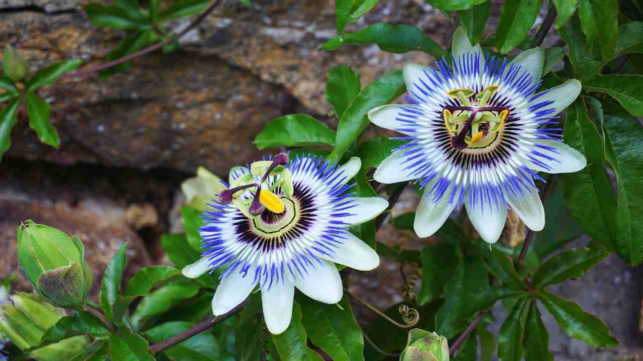 passiflora per l ansia e lo stress