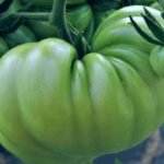 Pomodori verdi sott'olio: ricetta della nonna, consigli e varianti