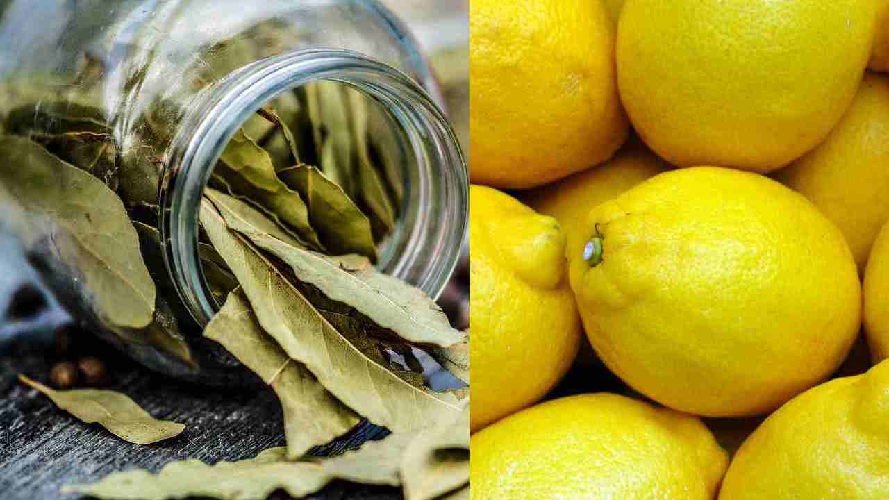 foglie di alloro e limone 2