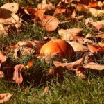 quale-frutta-mangiare-in-autunno