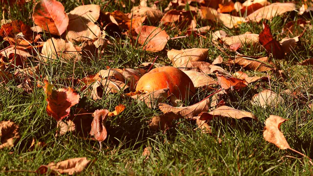 quale frutta mangiare in autunno