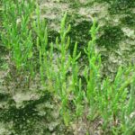 salicornia