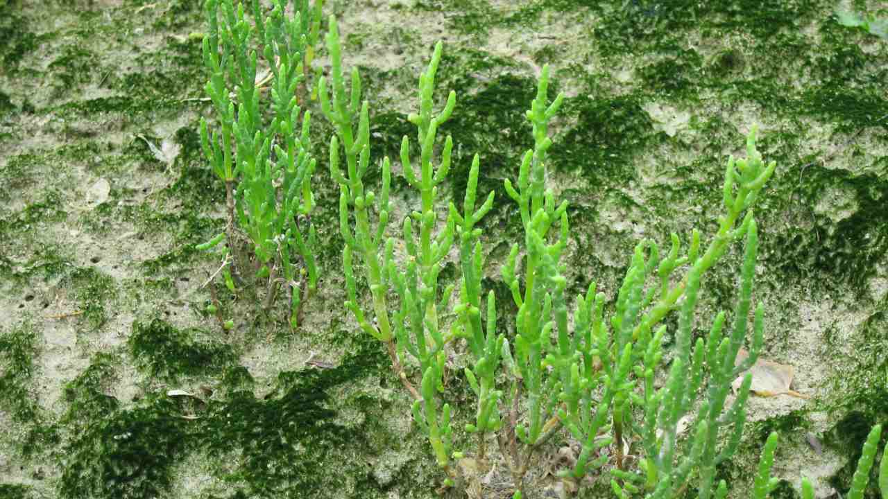 salicornia