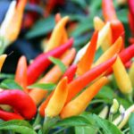 tabasco peperoncino